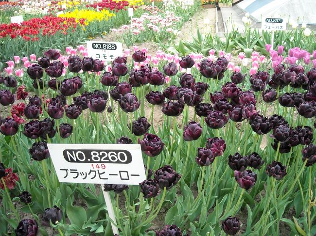 昨日のフローリィにもあったようなシックな品種。八重遅咲きブラックヒーロー。