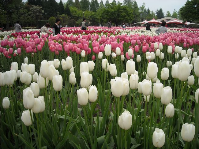 白とピンクで清楚なイメージ。