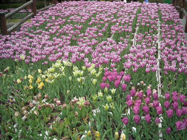 ちなみにこのフェア、入場料は大人１０００円。駐車場代は今日止めたところは４００円でした。