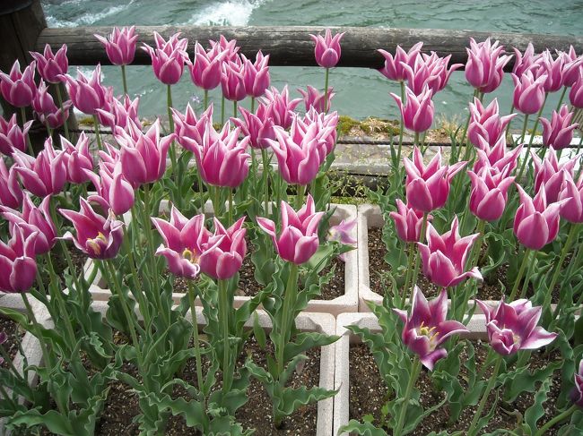 水車苑の向かいぐらいに歩いてきています。