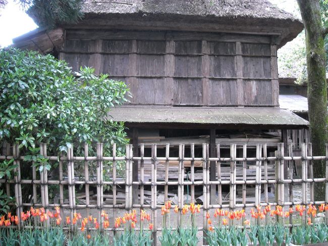 古民家とチューリップ。