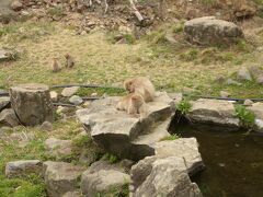 野猿公苑に入ると早速猿がいました。池のように見えるものはなんでしょうか。昔は温泉だったのでしょうか。
