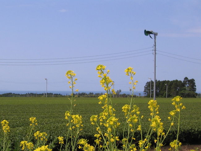 指宿〜知覧の間の茶畑<br /><br />足を止めずにいられなかった<br /><br />このシチュエーション