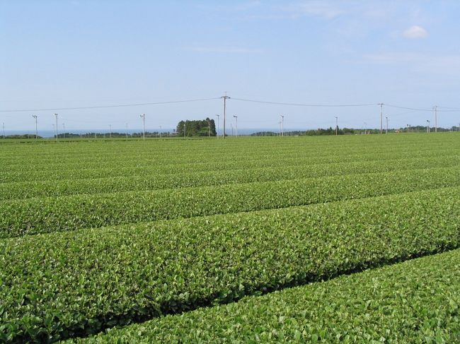 海が見えるんですよね〜<br /><br />茶畑の向こうに・・・<br /><br />本当に感動の光景でした<br /><br />