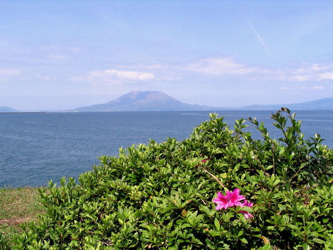 錦江湾から桜島<br /><br /><br />今日は、煙が上がってませんね〜<br /><br />ツツジが一輪だけ目だってました。