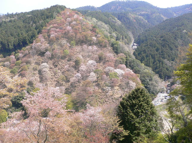 観光バス駐車場でバスを降りて<br />すぐに絶景ポイントがあります。<br /><br />予定では、下千本・中千本が<br />丁度見頃のはずだったけど、<br />下千本は散り始め、葉桜の木が<br />目立ちました。<br /><br />けれど、遠目には山はピンクに<br />染まって綺麗です♪<br /><br />これが、吉野の桜なんだ！<br />やっとこの目で見られたぁ〜と<br />結構感動しました(^^ゞ<br />