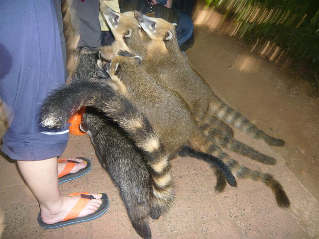 歩道のゴミ箱付近にて。<br />食べ物目当てに人の荷物に寄ってきます。