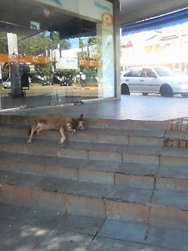 街中で野良犬が昼寝。