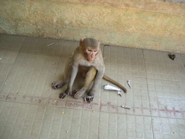 すぐそこにうじゃうじゃいっぱい。<br />親子やら兄弟やら、けんかもしてるしさぁ。<br />