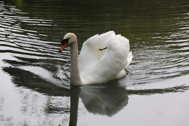 ■お城前の池に白鳥がいました。<br /><br />こちらに近寄ってきました。