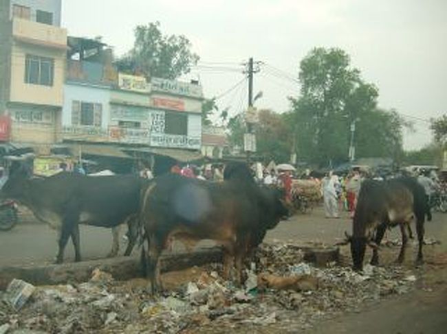 普通に牛がふら〜っと歩いてます。<br />牛だけではなく、いのしし、ラクダ、ひつじ、やぎも<br />道路脇に普通にいました☆