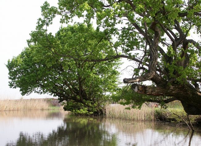 ➛近江八幡の水郷は、「春色、安土八幡の水郷」として琵琶湖八景の一つに数えられています。<br />➛水郷めぐり<br />