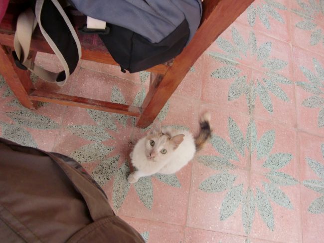 猫が隣でえさを待ち、、、