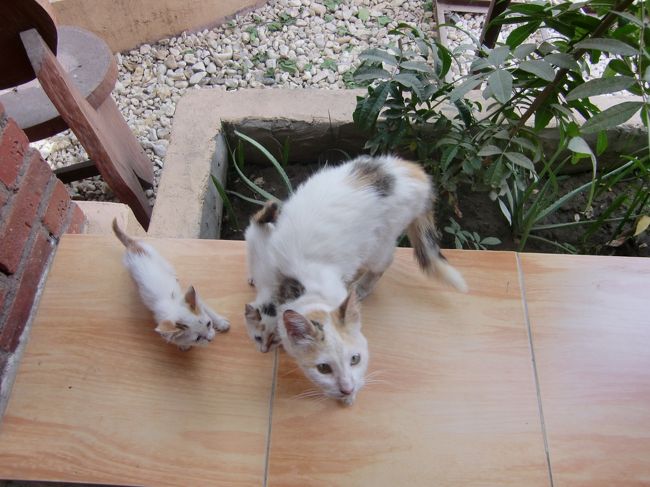 食べ終わったら子猫２匹を紹介してくれました。<br /><br />「世界の車窓からを目指してin5000年分の遺跡を求めてエジプト４（ルクソール）」につづく<br />http://4travel.jp/traveler/tentou_musi/album/10336788/