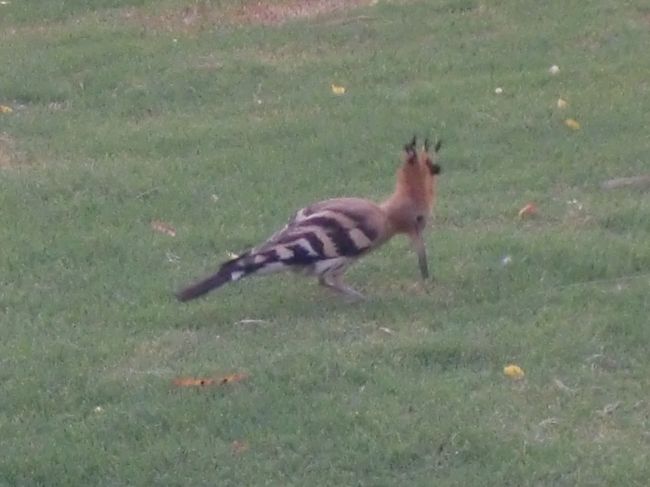 変な鳥が、地面をつついてミミズでも取ってるのか？