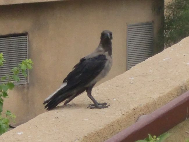 さて、４日目。<br />暑いエジプトにもなれてきたかと思いきや。<br /><br />結構寒いな。。。<br /><br />朝食とりつつ、エジプトのカラスはツートンカラーなんだね。。。