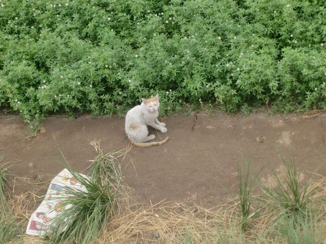 帰りがてら、ちょっと態度の悪そうな猫。<br /><br />さて、アスワン目指して移動再開。