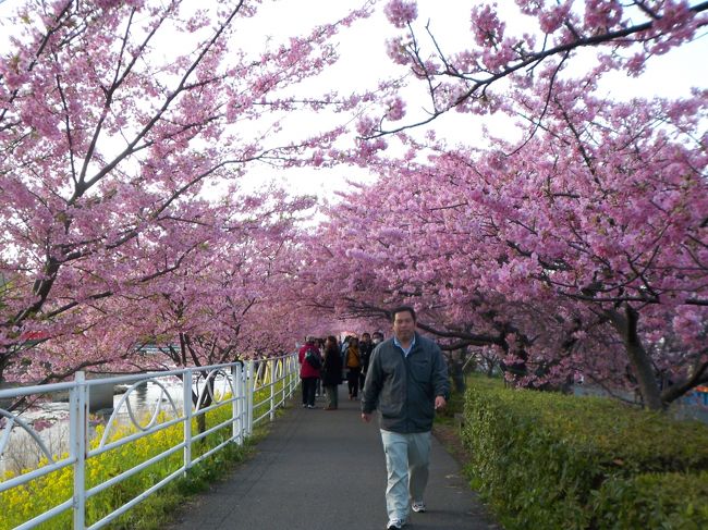 川沿いは菜の花も満開で<br />絶妙なコントラス！