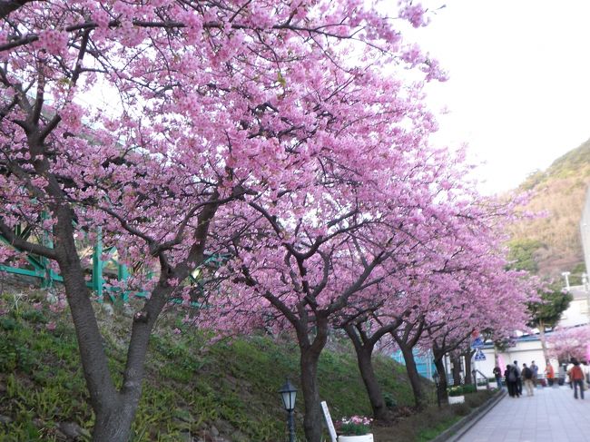 河津駅近くの沿線沿いの桜<br />出店はしまいはじめていたので人も減っていました。