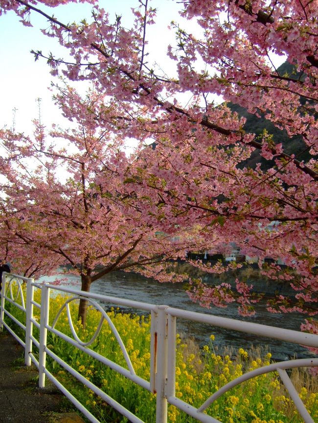 ここからは別のデジカメで撮っってみました。<br />けっこう色具合が違うかも？？