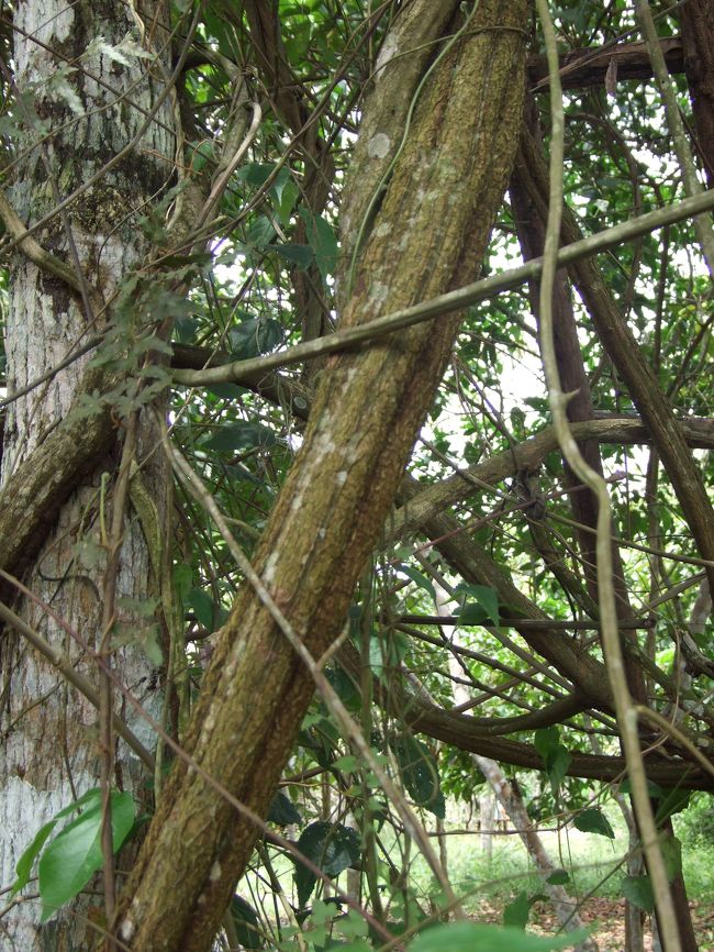 これもアユワスカです。彼の庭にはえているものを煮込みます