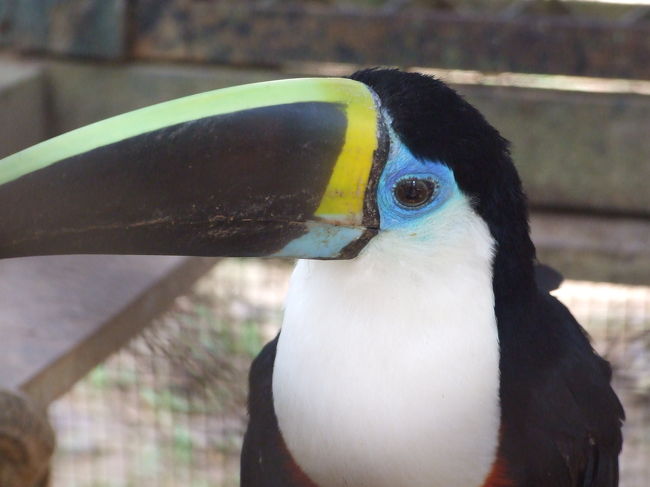 もちろんトゥーカンもいます