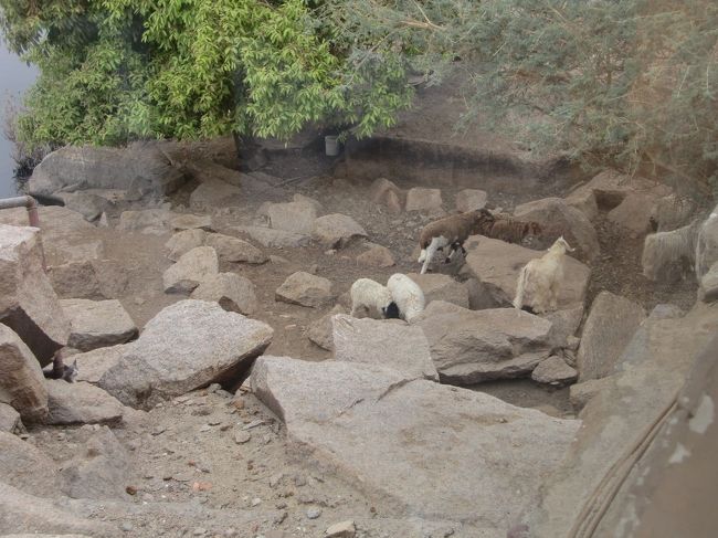 レストランの窓越しに見えるヤギやら猫やら。