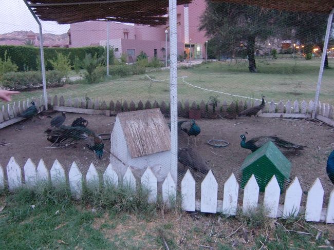 敷地内には動物が飼われたりして。<br /><br />クジャクは大漁！