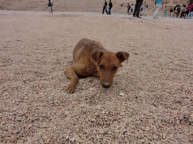 神殿前の広場には犬一匹。<br /><br />観光客がいっぱいいてエサが豊富なのか、やる気はなさそう。