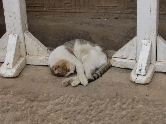 島のなかにも関わらず、猫一匹。<br /><br />どこにも猫一匹います。<br />縄張りがあるのか？<br /><br />しかしこの猫は微動だにせず。我関せずで熟睡中。