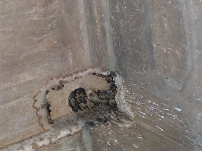 遺跡の中にはコウモリの巣なんかも。