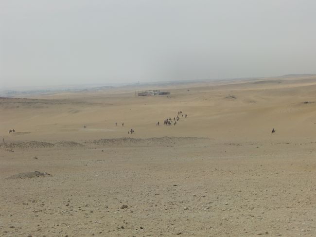 観光用ラクダもいっぱいいます。