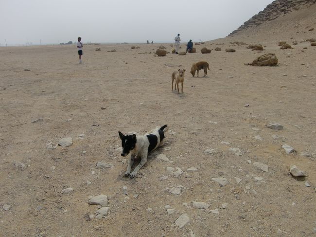 ピラミッド前には犬も大集合。