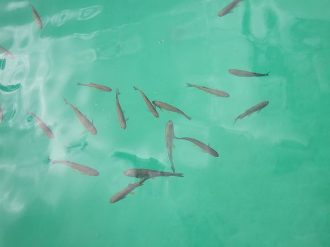 この透明度と水の美しさ！