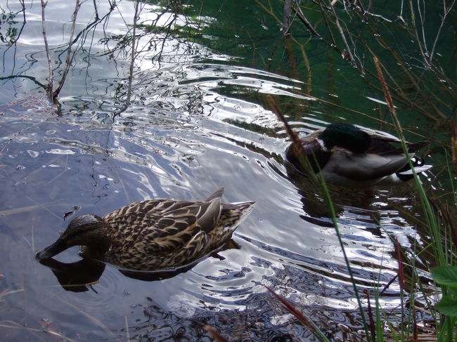 魚の他にカモもいました。