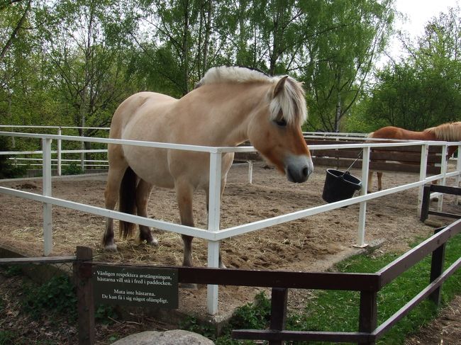開園直後はパン屋さんなどもまだ閉まっていて、<br />なんだかスカンセン自体のテンションが低め。<br />動物を見るのに徹しました。