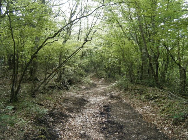 最初はなだらかなハイキングコース