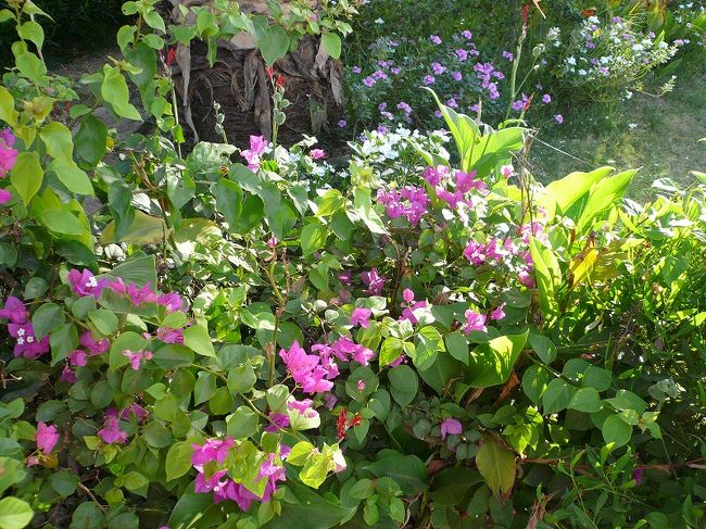 アスワンハイダムの周りは緑が多くてキレイでした。<br />エジプトもちょうど初夏の季節なのか？新緑と花がいっぱいでした。