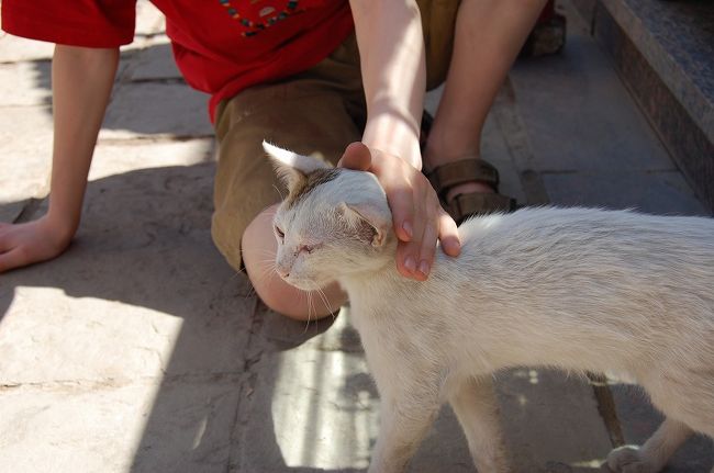エジプトで初の地元ネコさん（子猫）を発見！<br />観光客の少年と仲良くしてました。