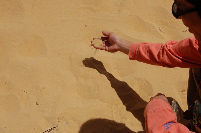 アスワンの空港へ行く途中、さらさらの砂を持ち帰り。<br />日程表には書いてありませんでしたが、事前勉強でここで寄ると知っていたのでジップロックをたくさん持ってきていました。持ってきてなかった人がいたので袋をお譲りしてみんなで砂を持ち帰りました。無料で取り放題！