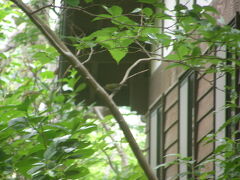 アカコッコ館に行ってみました。
亜種シチトウメジロが枝に止まっています。
亜種モスケミソサザイも見られましたが、撮影前に
逃げられてしまいました。
