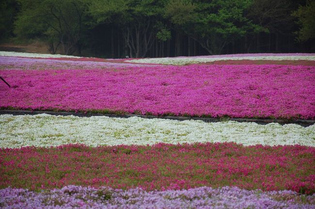 天気が悪くても綺麗です。