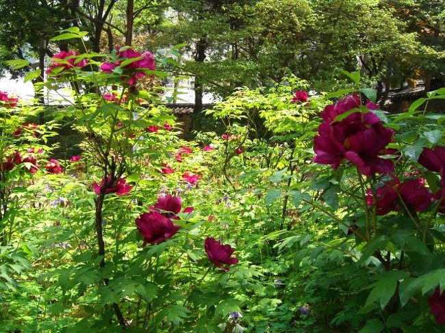 時間的に、「そろそろバスに乗らなくては」になったので、その前に昼食。<br />もーしんどいから、ウェスティンの中の中華レストランで食べる。やっぱそれなりのお値段ですが、おいしかったです。<br />預けていた荷物を受け取り、KALのリムジンバスが来る場所に。待っていると、バスは来たけれど、なんとっ！いっぱいで乗れなーい！「次のバスにしてくれ」ですとーー！？<br />「次もいっぱいで、その次になったら、ちょっと困る・・」バスは、1時間に3本なのです。どきどきしながら、20分待ちますた。次のバス・・・何とか乗れますた。でも、ウェスティンから乗った人でいっぱいになり、次の停留所では、また積み残されてた。