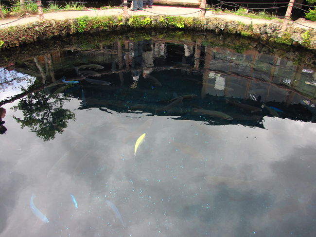 池には鱒等がいっぱい泳いでいました。