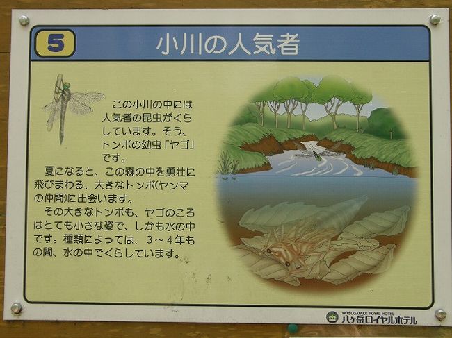 八ヶ岳山麓のんびり旅 ホテル周辺の森の散歩道を楽しむ 清里 八ヶ岳 山梨県 の旅行記 ブログ By いっちゃんさん フォートラベル 八ヶ岳山麓のんびり旅 ホテル周辺の森の散歩道を楽しむ 清里 八ヶ岳 山梨県 の旅行記 ブログ By いっちゃんさん フォートラベル