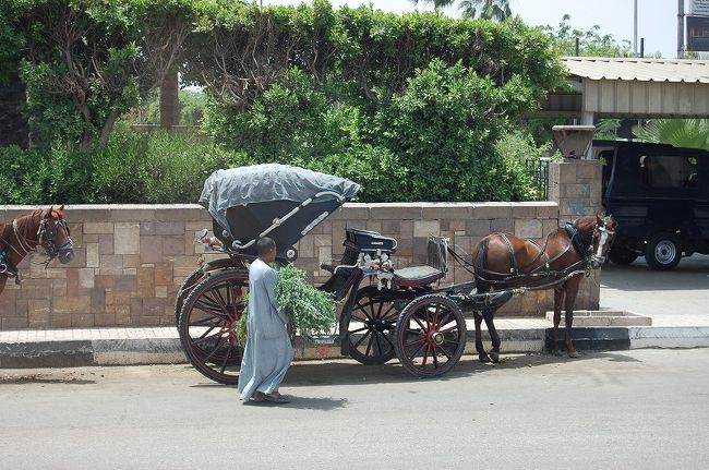 ルクソールではこのような観光客向けの馬車をよく目にしました。おじさんが＜ワンダラ〜ワンダラ〜＞と声をかけてきます。乗らなかったのですが、一体どこまでが１ドルなんでしょうか？