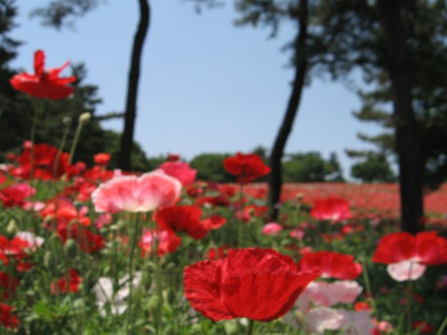 丘の上コクリコの花で 昭和記念公園 立川 東京 の旅行記 ブログ By コクリコさん フォートラベル 丘の上コクリコの花で 昭和記念公園 立川 東京 の旅行記 ブログ By コクリコさん フォートラベル