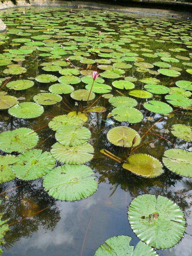 ゴアガジャの下の方には蓮の池がありました。