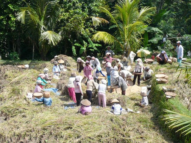 ウブドを北上していくと、<br />なかなか日本では見られない稲刈りや脱穀などの作業風景があちこちで見られました。<br /><br />年間4回の収穫ができるとか。。。