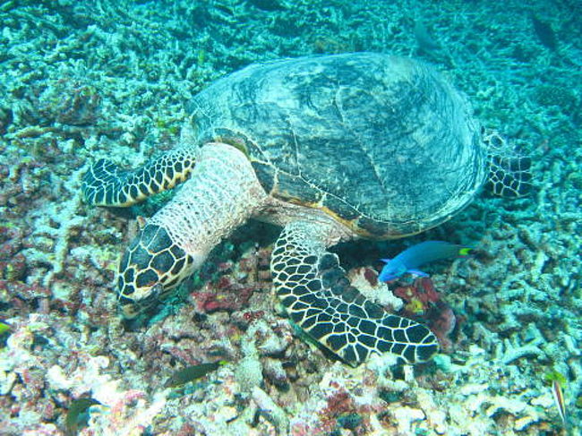 捕食中のタイマイ